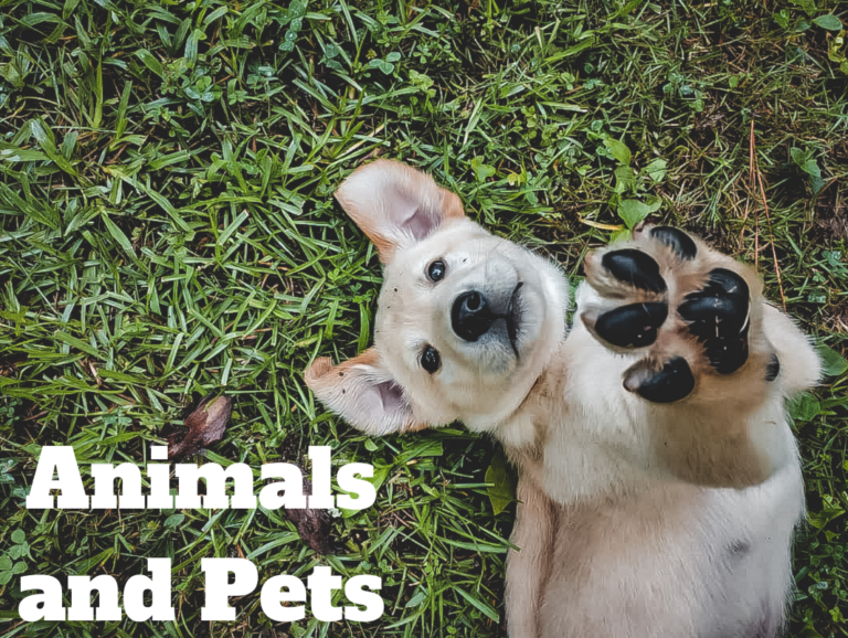 Animals and Pets (1)