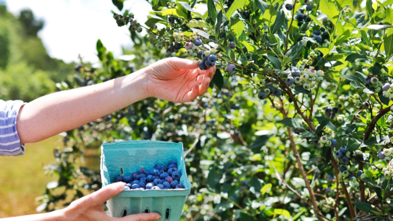 Screenshot 366 768x432