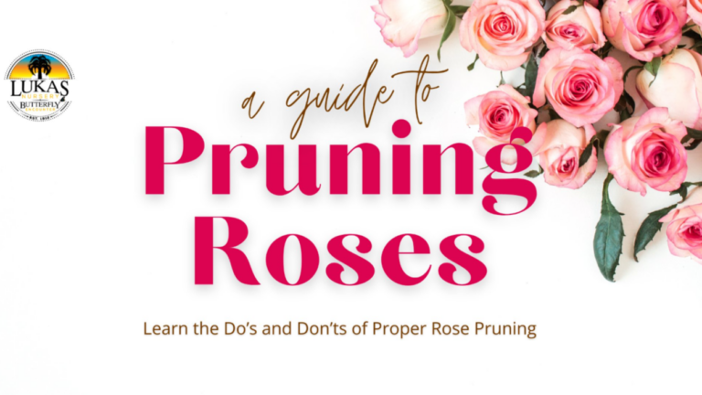 Screenshot 367 768x432